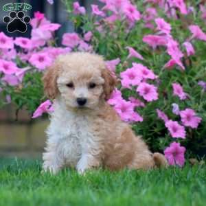 Chance, Mini Goldendoodle Puppy