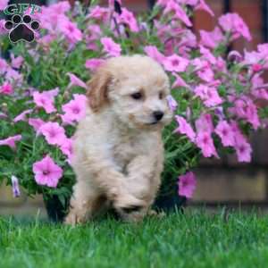 Chance, Mini Goldendoodle Puppy