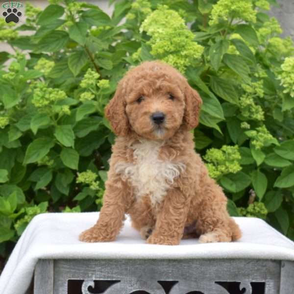Charleston, Mini Goldendoodle Puppy