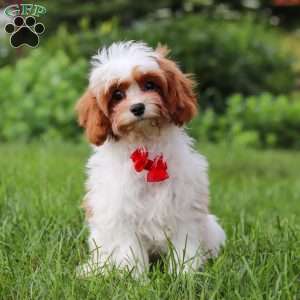 Charlie, Cavapoo Puppy