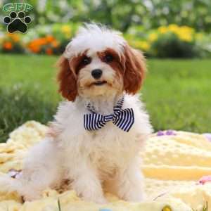 Charlie, Cavapoo Puppy
