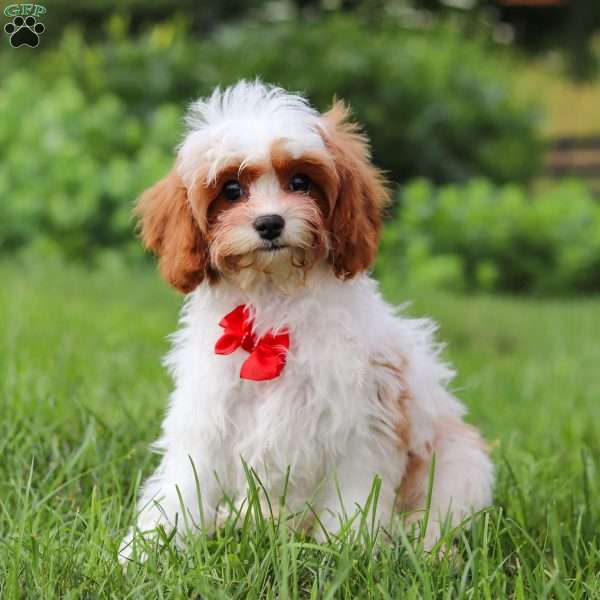 Charlie, Cavapoo Puppy