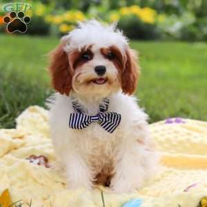 Charlie, Cavapoo Puppy