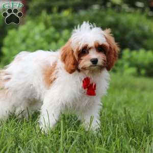 Charlie, Cavapoo Puppy