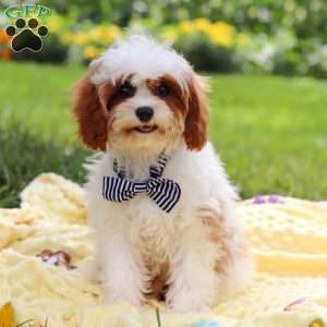 Charlie, Cavapoo Puppy