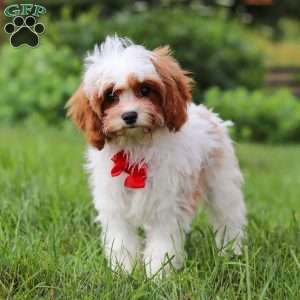 Charlie, Cavapoo Puppy