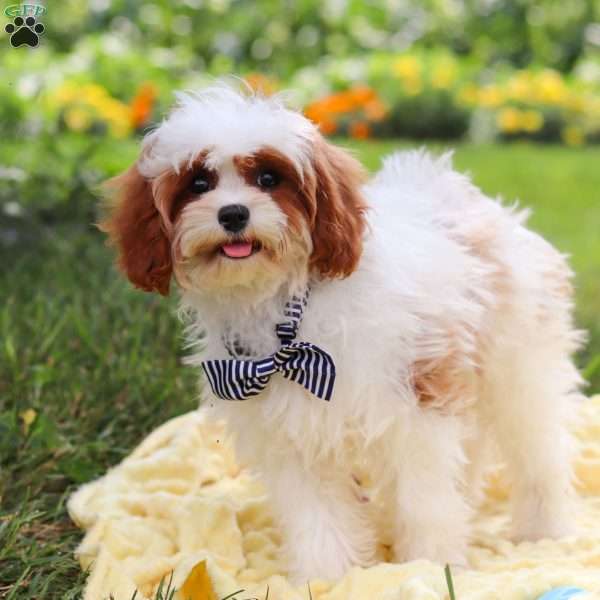 Charlie, Cavapoo Puppy