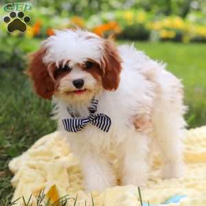 Charlie, Cavapoo Puppy