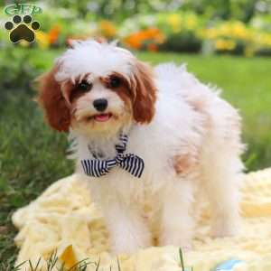 Charlie, Cavapoo Puppy