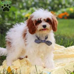 Charlie, Cavapoo Puppy
