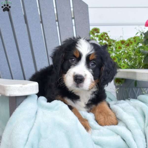 Charlie, Mini Bernedoodle Puppy