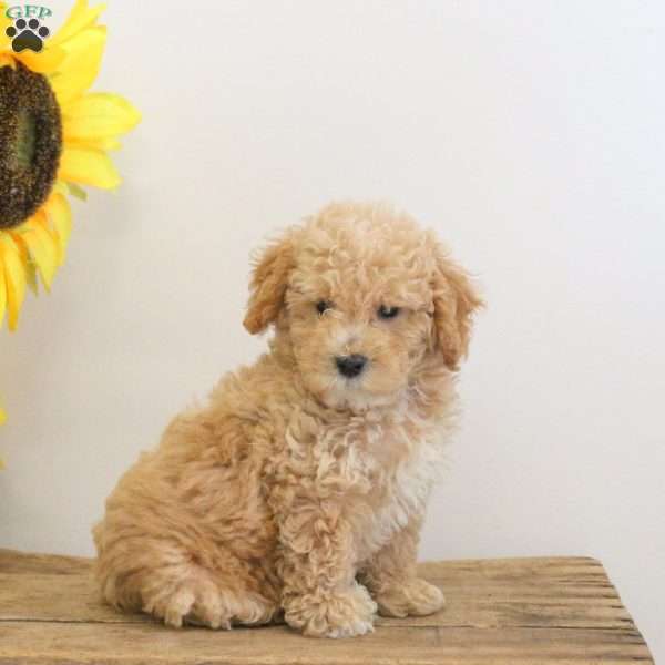 Charlie, Bich-Poo Puppy