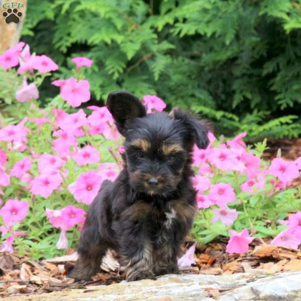Charlie, Yorkie Puppy