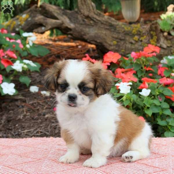 Charlie, Shih Tzu Puppy