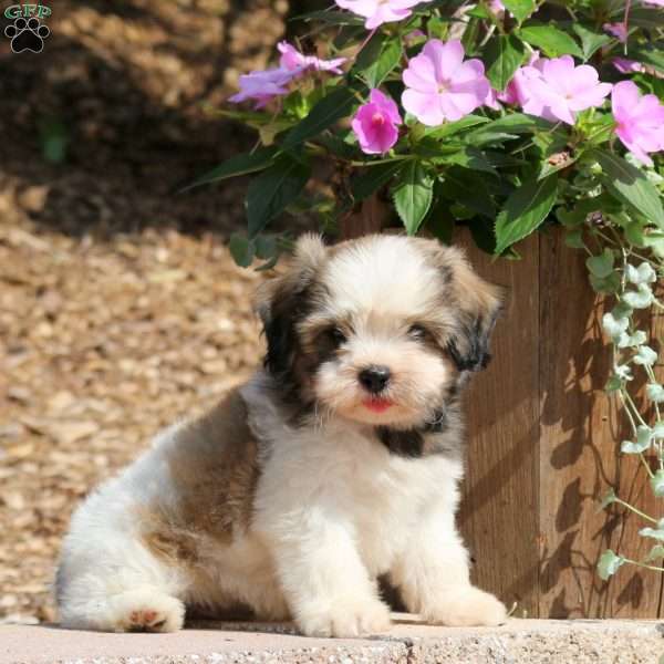 Charlie, Teddy Bear Puppy