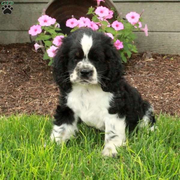 Charlie, Cocker Spaniel Puppy