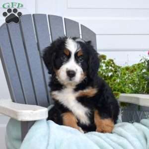 Charlie, Mini Bernedoodle Puppy