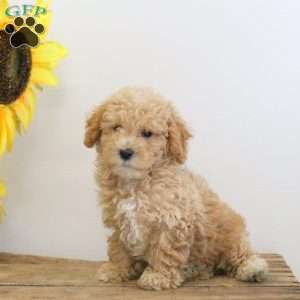 Charlie, Bich-Poo Puppy