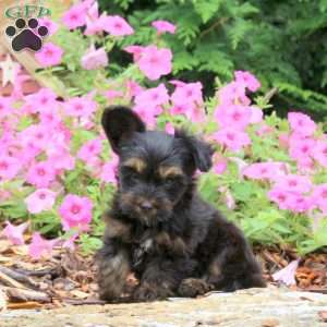 Charlie, Yorkie Puppy
