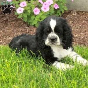 Charlie, Cocker Spaniel Puppy