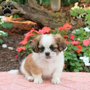 Charlie, Shih Tzu Puppy