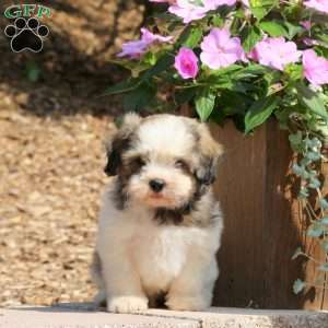 Charlie, Teddy Bear Puppy