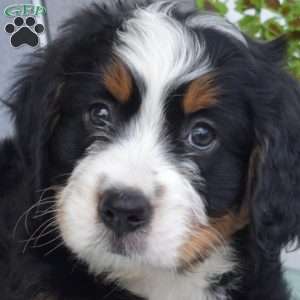 Charlie, Mini Bernedoodle Puppy