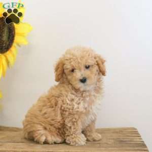 Charlie, Bich-Poo Puppy