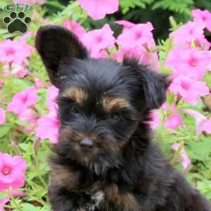 Charlie, Yorkie Puppy