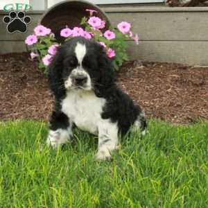 Charlie, Cocker Spaniel Puppy