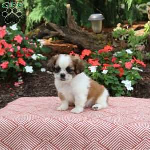 Charlie, Shih Tzu Puppy