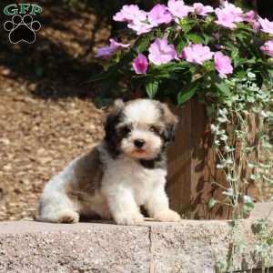 Charlie, Teddy Bear Puppy