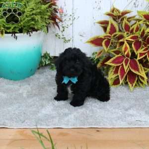 Charlie, Yorkie Poo Puppy