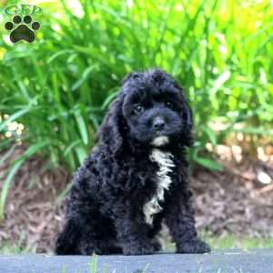 Charlie, Cavapoo Puppy