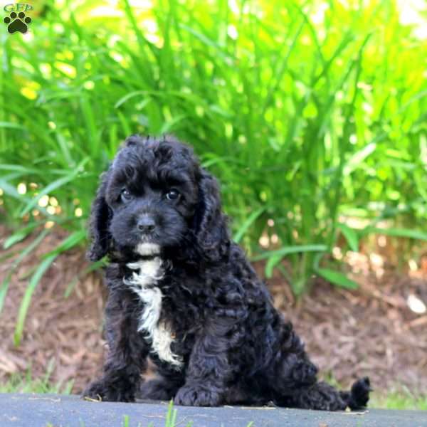 Charlie, Cavapoo Puppy