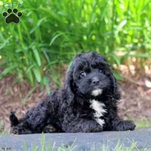 Charlie, Cavapoo Puppy