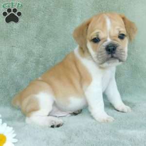 Charlie, Miniature Bulldog Puppy