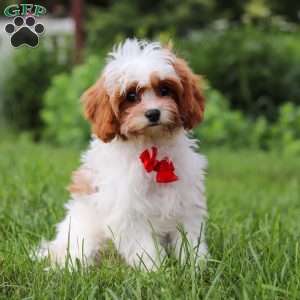Charlie, Cavapoo Puppy