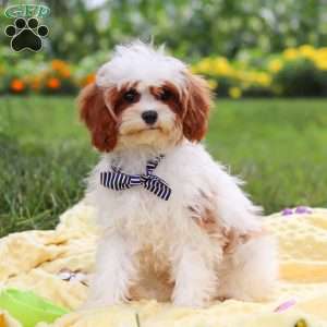 Charlie, Cavapoo Puppy