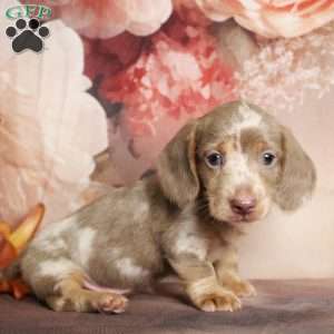 Charlie Brown, Dachshund Puppy