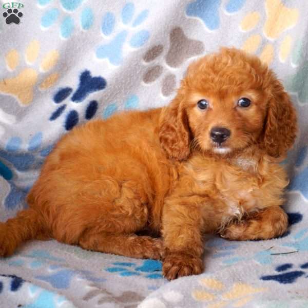 Charlie, Cavapoo Puppy