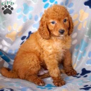 Charlie, Cavapoo Puppy