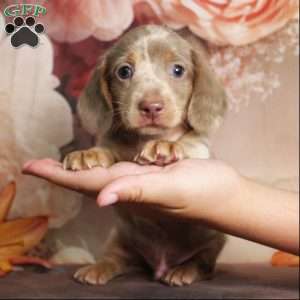 Charlie Brown, Dachshund Puppy