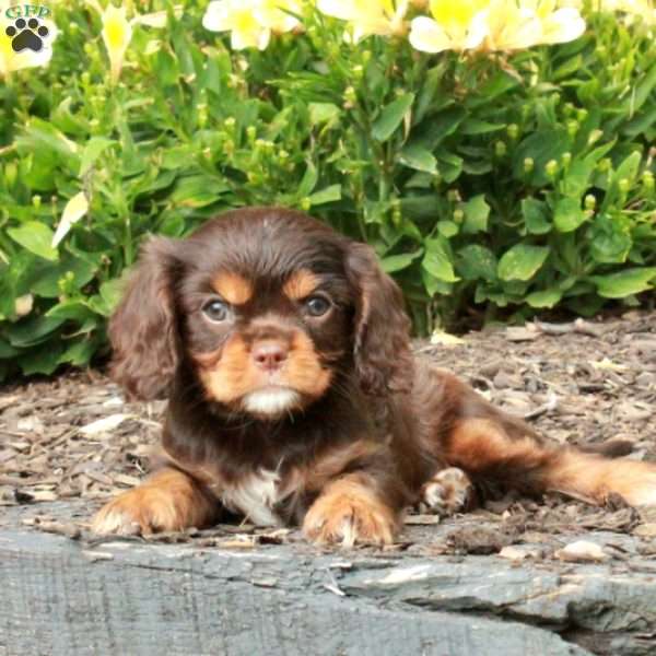 Charlotte, Cavalier King Charles Spaniel Puppy