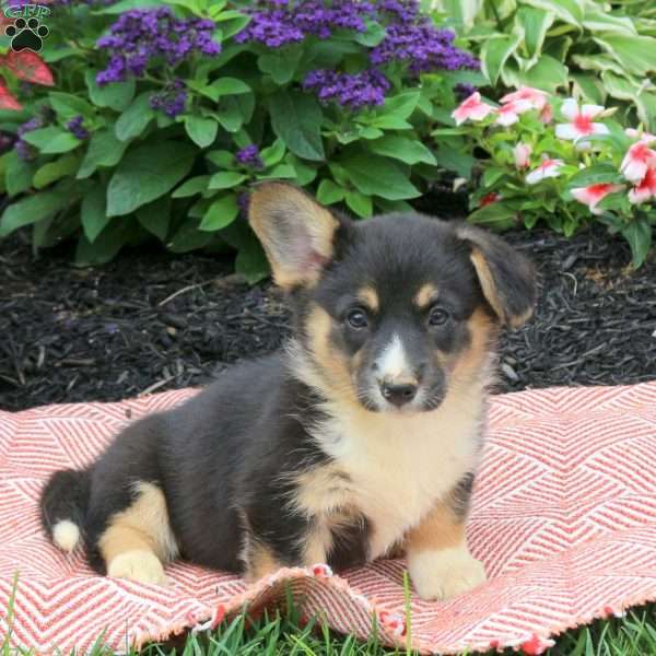 Charlotte, Pembroke Welsh Corgi Puppy