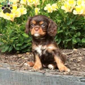 Charlotte, Cavalier King Charles Spaniel Puppy