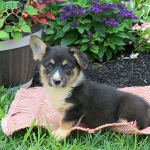 Charlotte, Pembroke Welsh Corgi Puppy