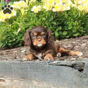 Charlotte, Cavalier King Charles Spaniel Puppy