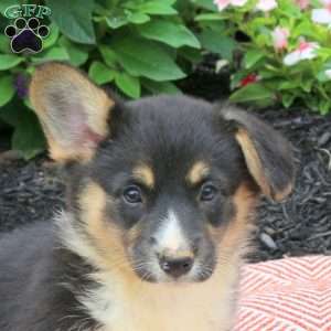 Charlotte, Pembroke Welsh Corgi Puppy