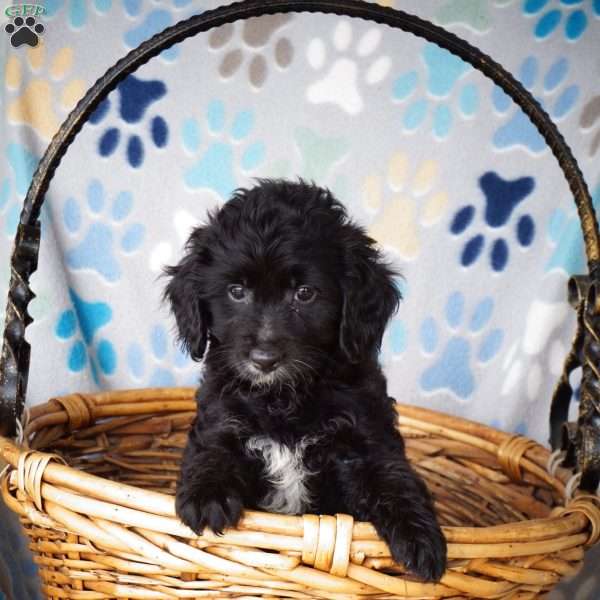 Charlotte, Cavapoo Puppy